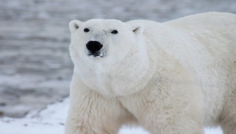 Polar Bear Names