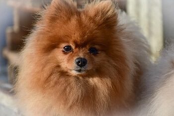 Pomeranian Toy Dog