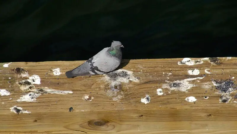 What Does It Mean When A Bird Poops On You? 3 Pooped by a Bird