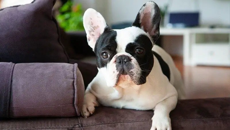 Top 5 Teacup Dog Breeds for Apartment 3 Teacup Dogs