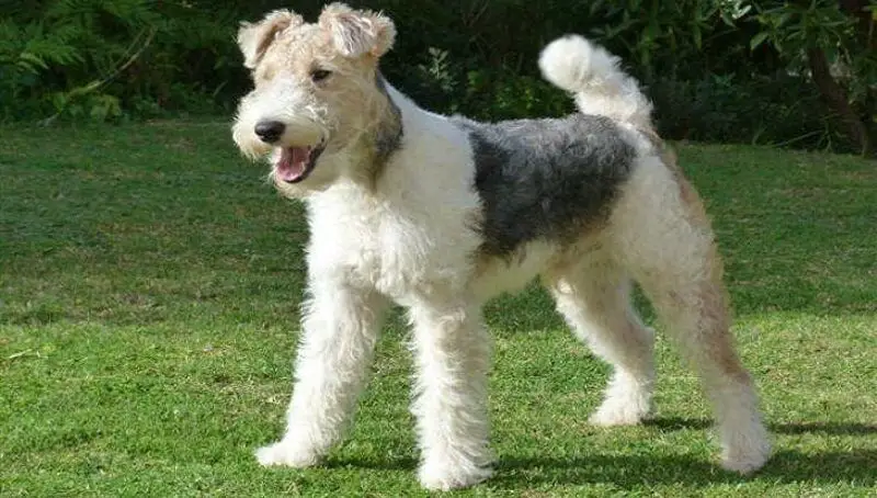 Tiny Dogs Fox Terrier