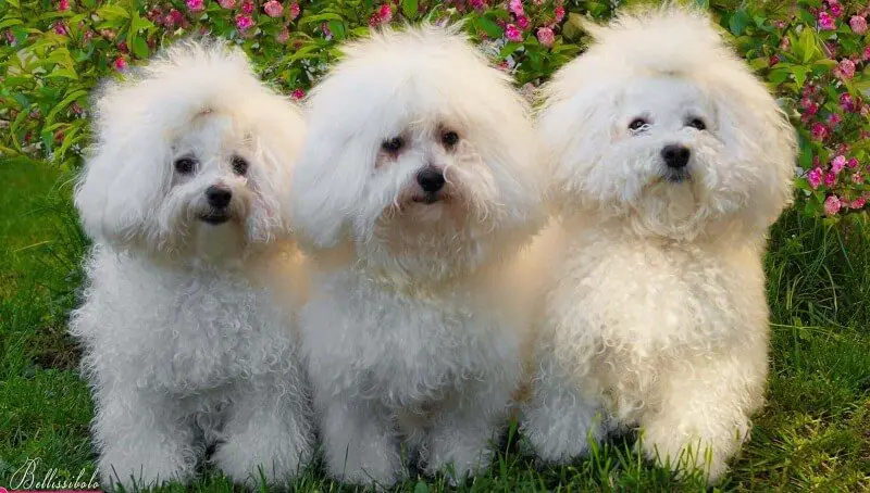 Bolognese Bichon