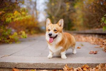 Pembroke Welsh Corgi