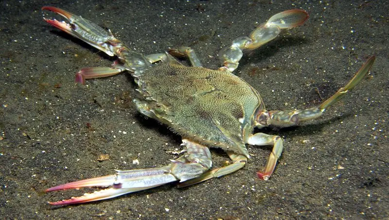 A Swimming Crab