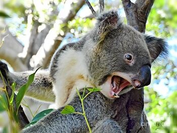 Angry Koala