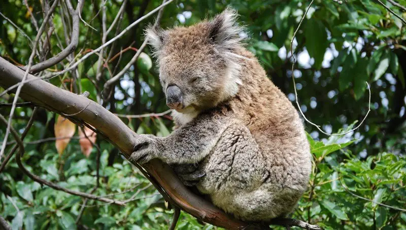 Are Koalas Dangerous