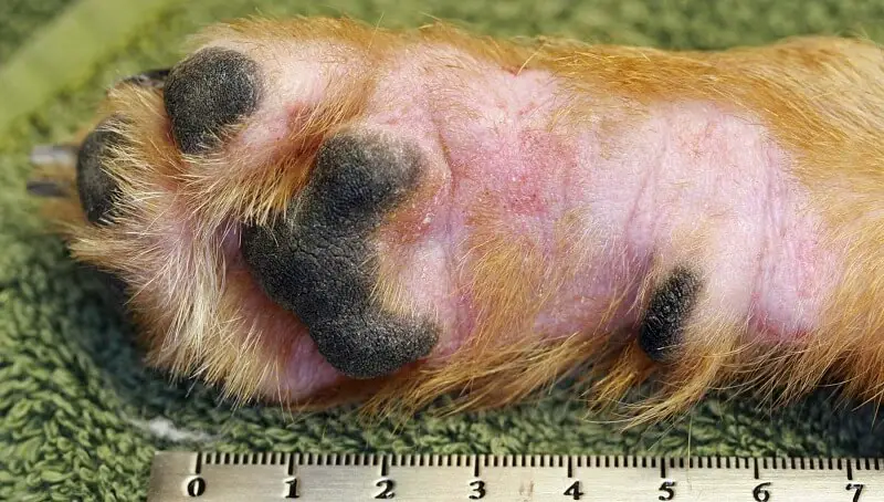 Atopic Dermatitis in Dogs - Should You Worry? 3 Atopic Dermatitis in Dogs