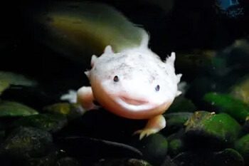 Axolotl Names