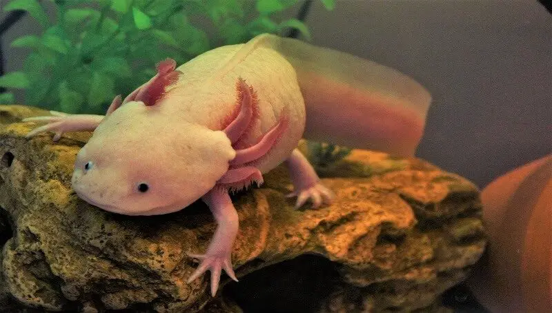 Axolotls and Their Names