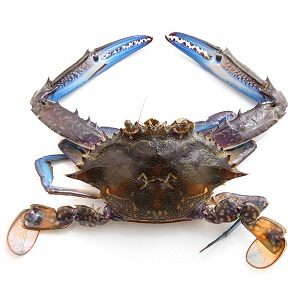 Blue Crab Closeup