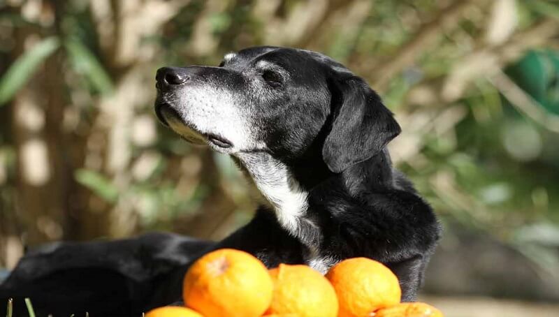 Can Dogs Eat Oranges