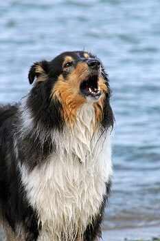 Collie Barking at another Dog