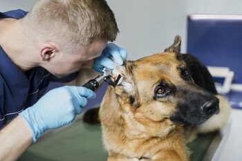 Dog Otitis Consultation