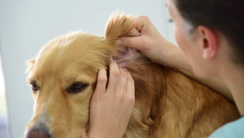 Dog Otitis Treatment