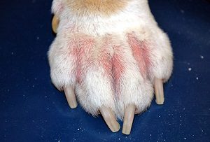 Dog Paw With Allergy