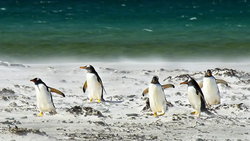 Group of Penguins