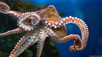Octopus and its arms