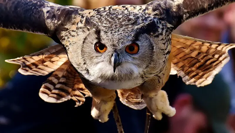 Names For an Owl - Over 400 Funny, Snowy, And Cute Owl Names 2 Owl Names List