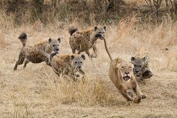 Packs of Hyenas vs Lions