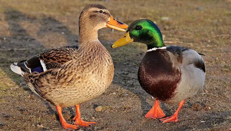 Pet Duck Names