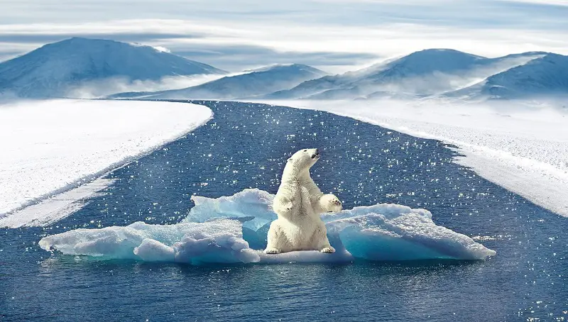 How Tall is a Polar Bear Standing Up? 2 Polar Bear Height