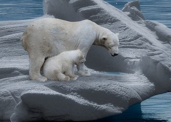 Polar Bear With Cub