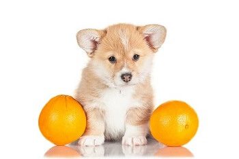 Puppy Next to Mandarin