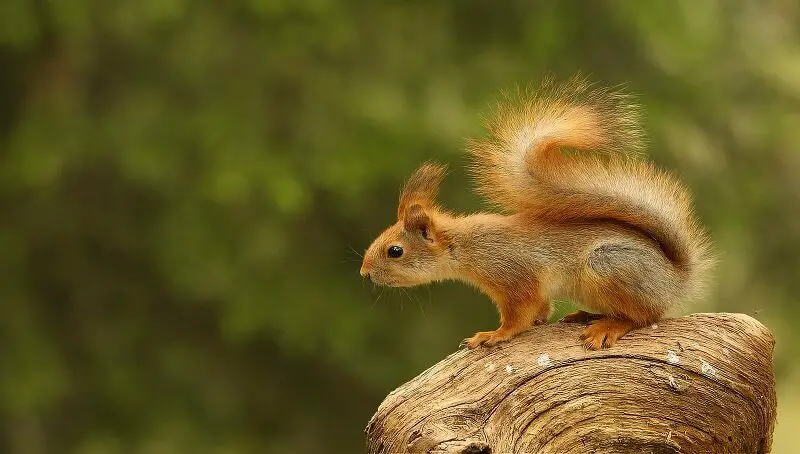 Squirrel Poop Dangerous