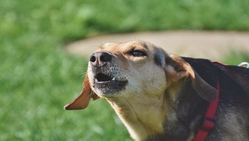 If the dog you’re walking is barking at another dog, what should you do? 4 Why Does Your Dog Bark