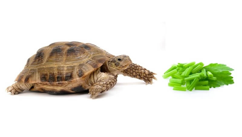 Can Tortoises Eat Celery? 2 Can Tortoises Eat Celery