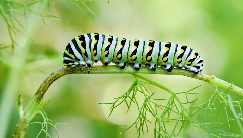 Caterpillar Names