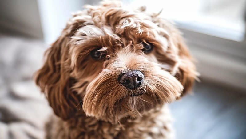 How Big Do Cockapoos Get? - When Fully Grown 2 Cockapoo Sizes