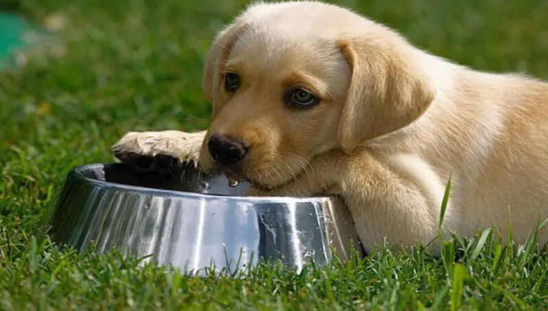 Alkaline Water for Dogs