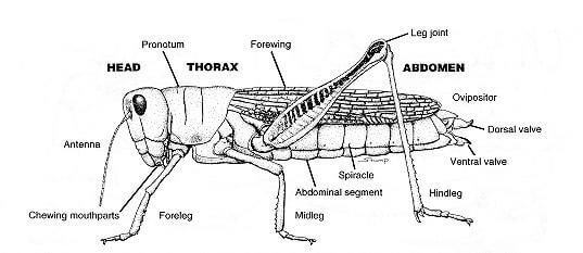 Anatomy of a Cricket