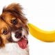 Are Bananas Bad For Dogs