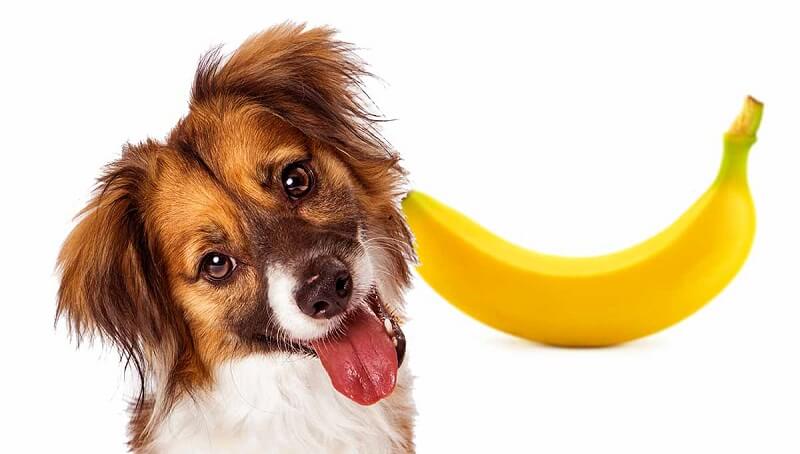 Are Bananas Bad For Dogs