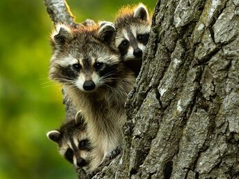 Babby Raccoons