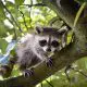 Baby Raccoon Pet