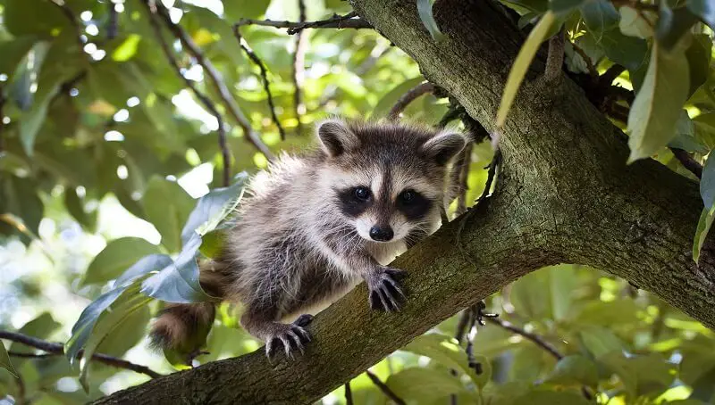Baby Raccoon Pet