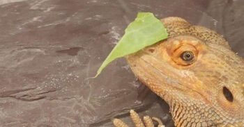 Bearded Dragon Eating Vegetables