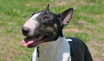 Bull Terrier Fur