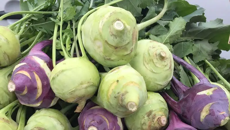 Can Bearded Dragons Eat Kohlrabi? Is Kohlrabi a Safe Treat? 2 Can Bearded Dragons Eat Kohlrabi?