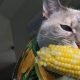 Can Cats Eat Corn?