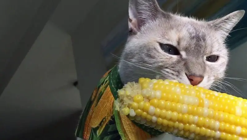 Can Cats Eat Corn?