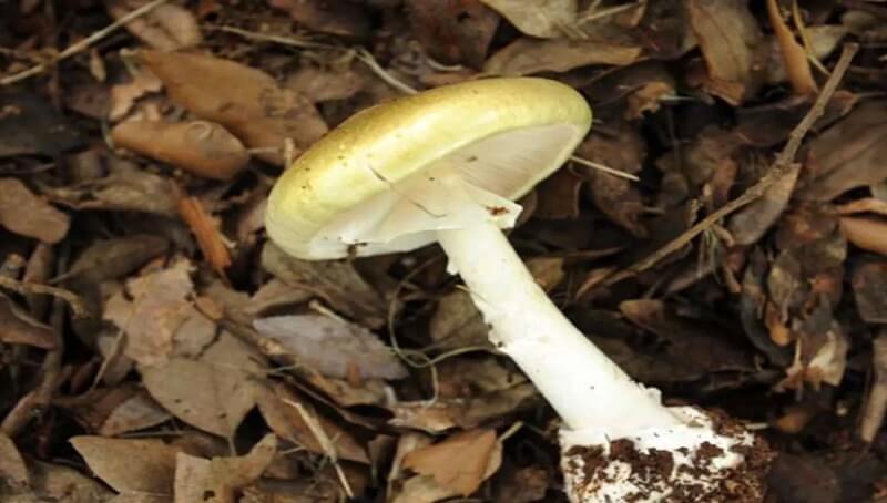 Can Cats Eat Mushrooms? Any Risks or Benefits? 3 Can Cats Eat Mushrooms