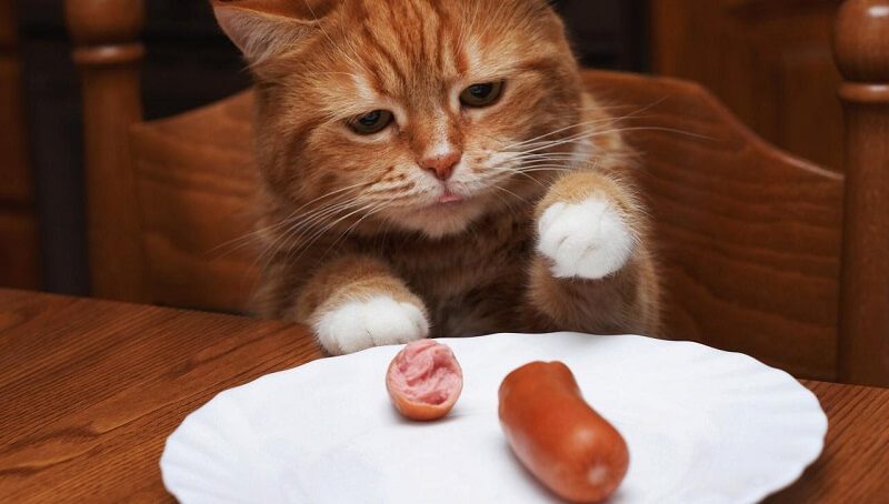 Can Cats Eat Sausages