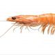 Can Cats Eat Shrimp