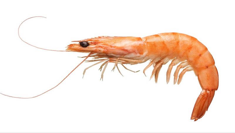 Can Cats Eat Shrimp? 4 Can Cats Eat Shrimp