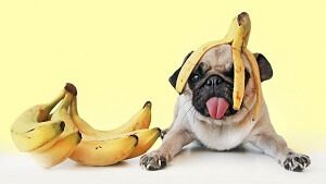 Can dogs Eat Bananas