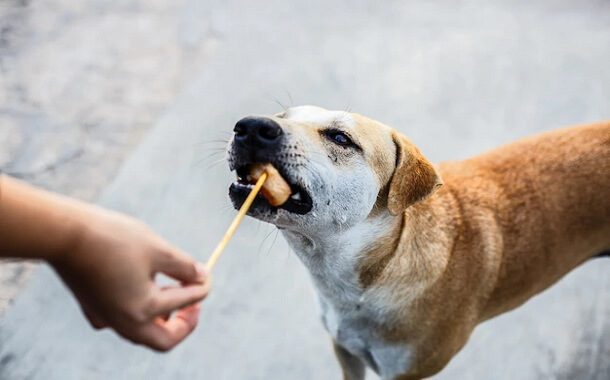 Can Dogs Eat Vienna Sausages? What Are The Risks? 3 Can Dogs Eat Vienna Sausage